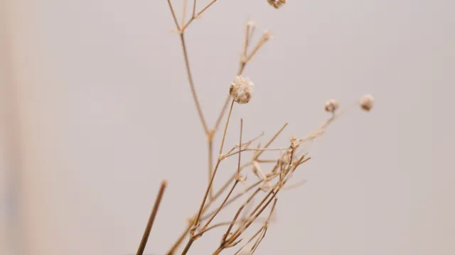 淺色背景前的乾燥滿天星，畫面安靜柔和